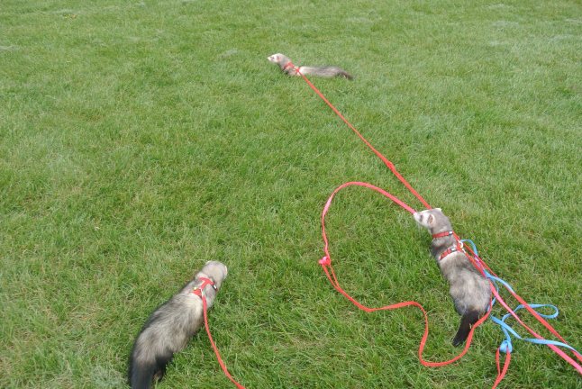 I swear they multiply