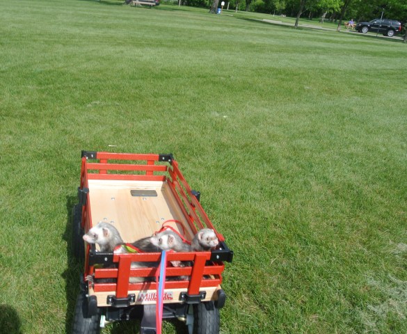 ferret wagon