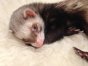 Fake fur rug from IKEA was apparently very popular