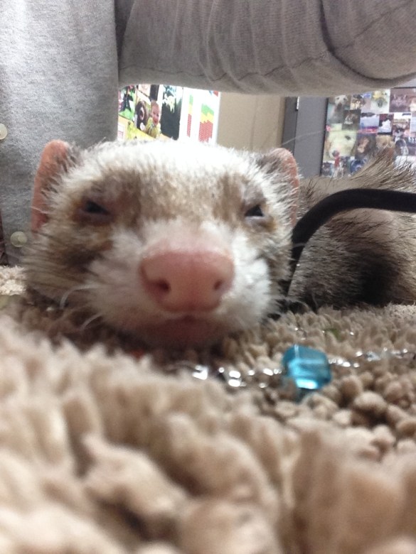 Bandit passed away recently due to an infection that caused her to become septic - vet bills amounted to just under 1K