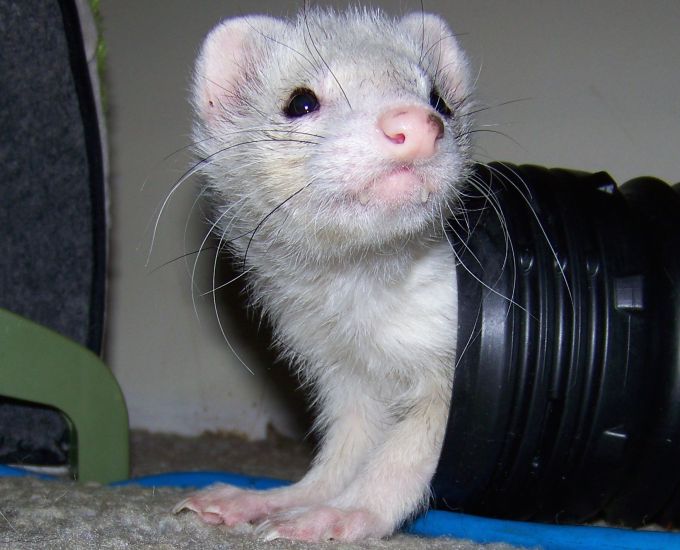 Ferrets love tunnels