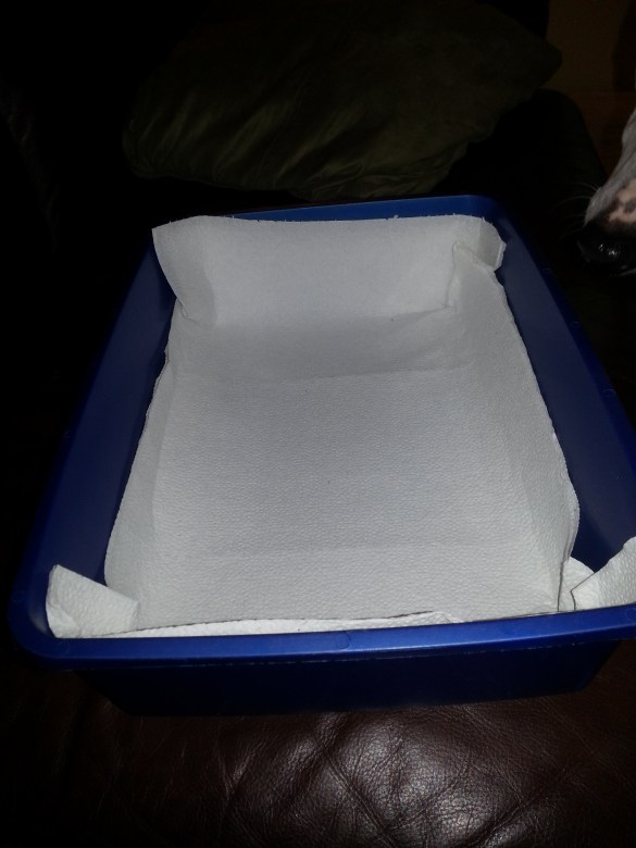 use paper towels to monitor sick ferret's output