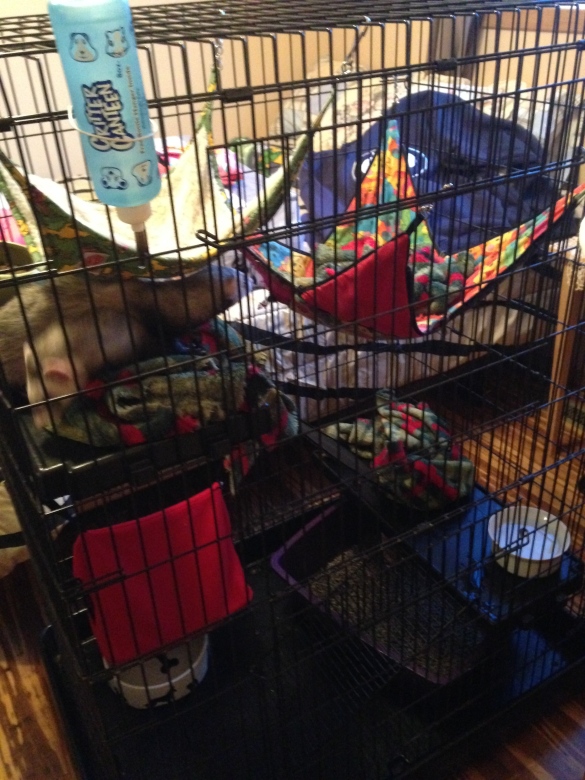 This cage is large enough to have multiple water dishes - and because the bottom is so large a water on one side and litter box on the other is okay