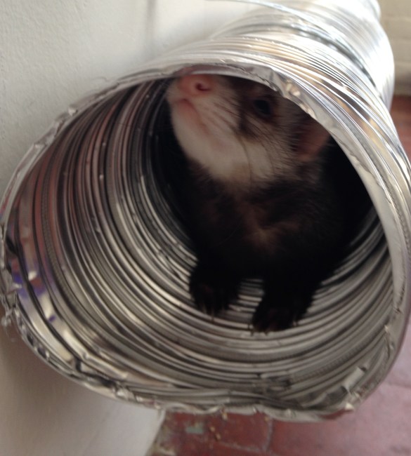 Bandit loves tunnels so I hung a few around their playroom