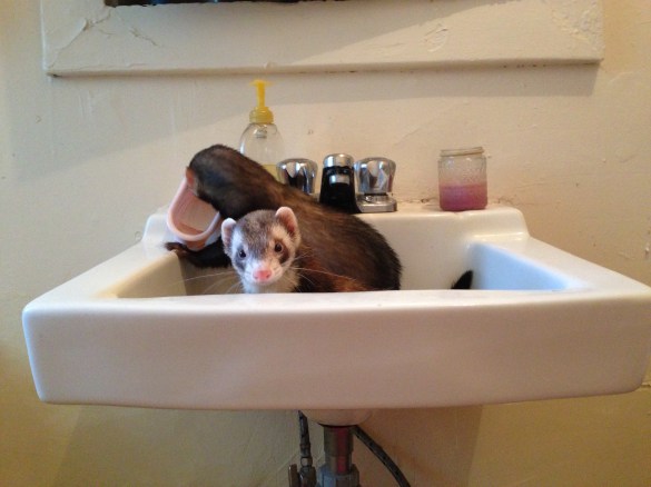Boys exploring the sink