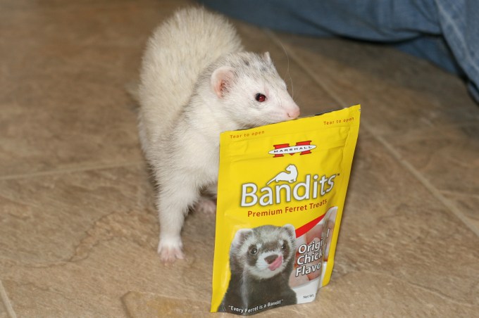 Scrappy sneaking some treats