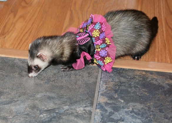 15467758907_7f6f3ea510_o