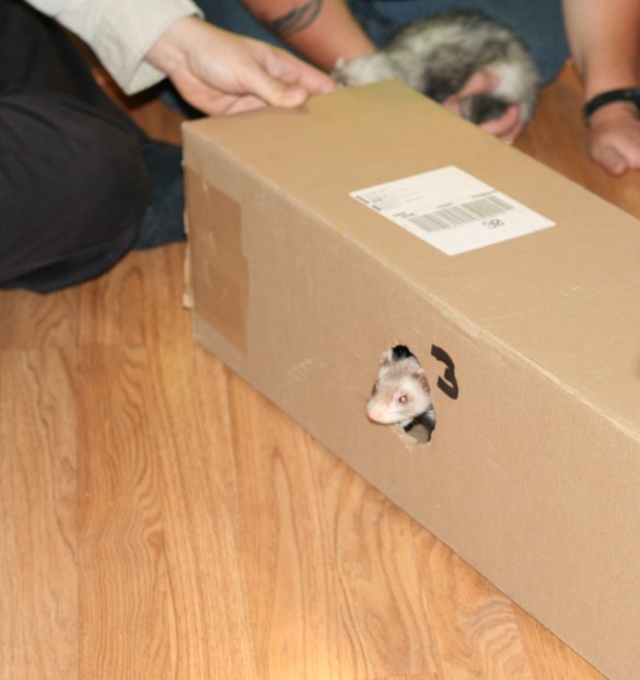 15467776307_e06d3b058d_o