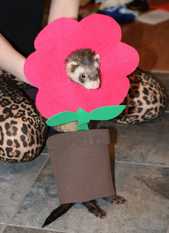 15630010466_e8d6d3cabc_o