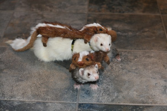 15651042521_f7e10b519a_o