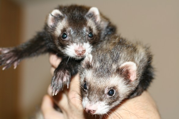 Ginger & Snip, the moms