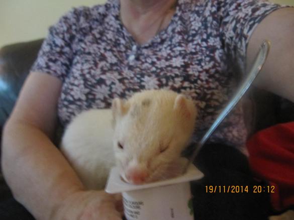 I'm eating Mommy's yogurt! Yummy