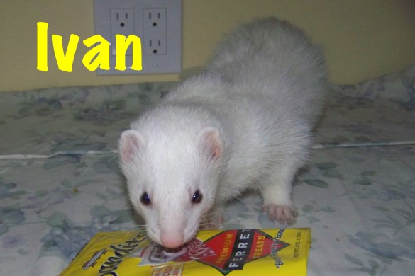 Ivan before his tummy issue