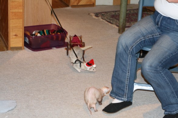 Look mom, it's Santa Newton with presents!