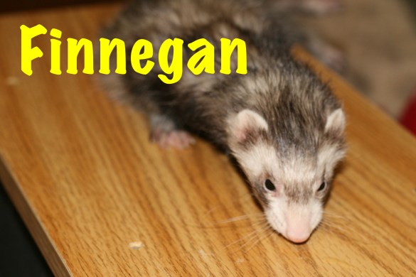 Finni- I smell something!