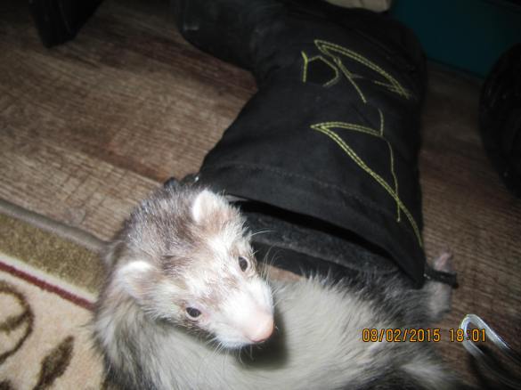 Finni woken up from sleeping in Holden's boot