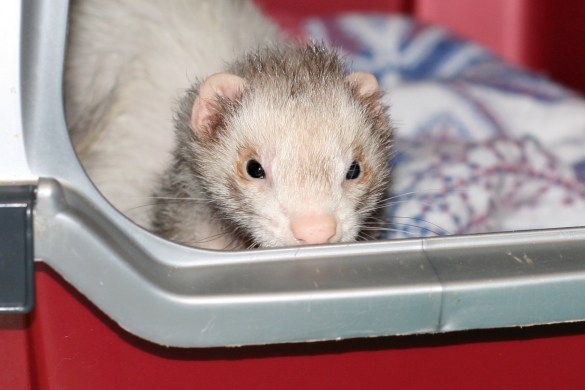 Rosie - you can't see me!