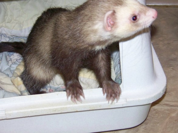 Garret back to his old self