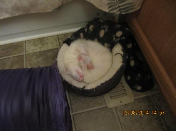 Jocko curled up in his favorite bed