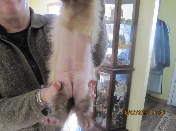 Garret sporting stitches aftr having a testicle removed. Notice how long he is!