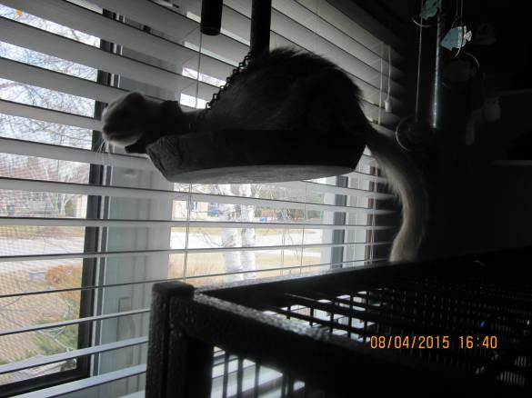 Luna swinging on my outdoor wind chime in front of the window in the shelter room