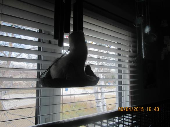 Luna in her best Diva pose on the wind chime