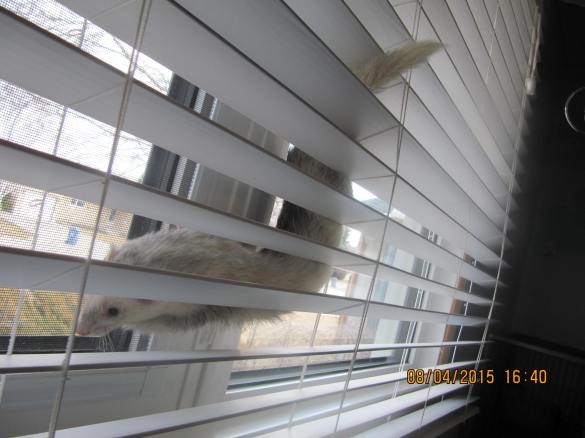 Luna realizing that she is stuck