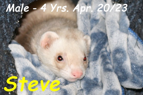 Steve
